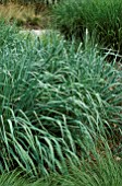 SORGHASTRUM NUTANS SIOUX BLUE,  GRASS,  POACEAE