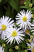 ASTER DUMOSUS BLAUBOX