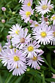 ASTER DUMOSUS MARJORIE