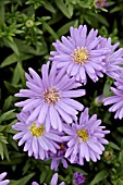 ASTER DUMOSUS SAPPHIRE