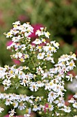 ASTER ERICOIDES BLUE STAR