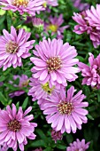 ASTER NOVI BELGII STARLIGHT