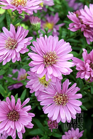 ASTER_NOVI_BELGII_STARLIGHT