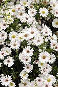 ASTER NOVI BELGII WHITE SWAN