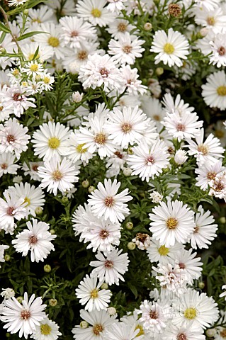 ASTER_NOVI_BELGII_WHITE_SWAN