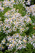 ASTER SEDIFOLIUS NANUS