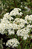 ASTER UMBELLATUS