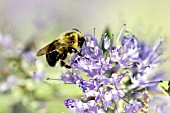 CARYOPTERIS SP. WITH BEE