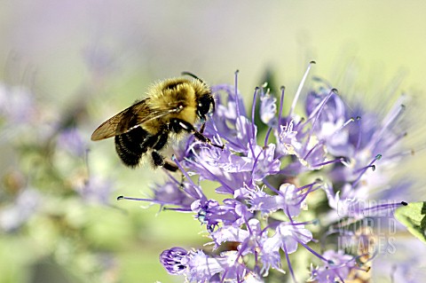 CARYOPTERIS_SP_WITH_BEE