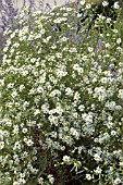 BOLTONIA ASTEROIDES SNOWBANK