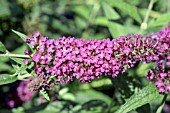 BUDDLEIA DAVIDII ATTRACTION