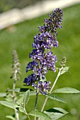 BUDDLEIA DAVIDII ELLENS BLUE