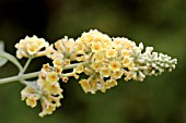 BUDDLEIA WEYERANA HONEYCOMB