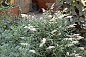 BUDDLEIA DAVIDII WHITE BALL