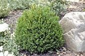 BUXUS MICROPHYLLA