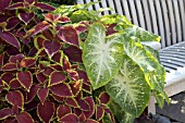 CALADIUM,  COLEUS,  BENCH SCENE