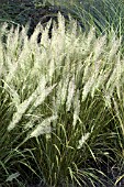 CALAMAGROSTIS BRACHYTRICHA