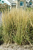 CALAMAGROSTIS ACUTIFLORA KARL FOERSTER