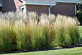 CALAMAGROSTIS ACUTIFLORA KARL FOERSTER