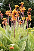 CANNA BENGAL TIGER PRETORIA