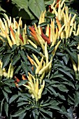 CAPSICUM ANNUUM CHILLY CHILI