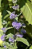 CARYOPTERIS CLANDONENSIS