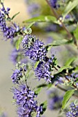 CARYOPTERIS CLANDONENSIS