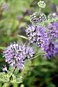 CARYOPTERIS CLANDONENSIS LONGWOOD BLUE