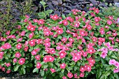 CATHARANTHUS ROSEUS PACIFICA CHERRY RED