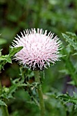 CIRSIUM JAPONICUM PINK BEAUTY