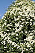 CLEMATIS PANICULATA