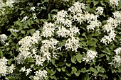 CLEMATIS PANICULATA