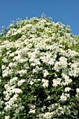 CLEMATIS PANICULATA