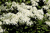 CLEMATIS PANICULATA
