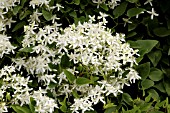 CLEMATIS PANICULATA