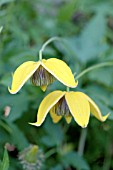 CLEMATIS TANGUTICA