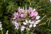 CLEOME HASSLERIANA