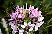 CLEOME HASSLERIANA