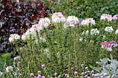 CLEOME HASSLERIANA