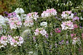 CLEOME HASSLERIANA