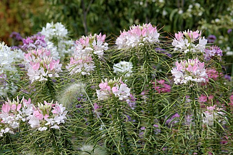 CLEOME_HASSLERIANA