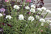 CLEOME HASSLERIANA