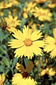 COREOPSIS PUBESCENS SUNSHINE SUPERMAN