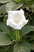 DATURA METEL