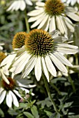 ECHINACEA PURPUREA FRAGRANT ANGEL