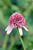 ECHINACEA RAZZMATAZZ