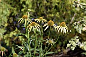 ECHINACEA MEADOWBRITE MANGO