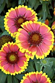 GAILLARDIA ARISTATA  ARIZONA SUN