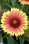 GAILLARDIA ARISTATA ARIZONA SUN