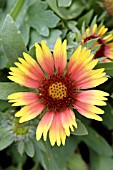 GAILLARDIA BIJOU